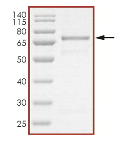 The purity of WHSC1L1 (NSD3) was determined to be > 90% by densitometry. Approx. MW 72 kDa.